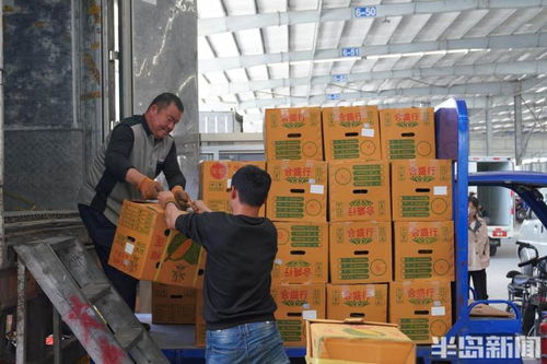 日销240万斤，全城谈“莲”爱 青岛何以跻身北方最大榴莲集散地