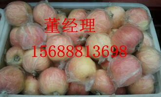 山东莒县红富士苹果供销现状 从“掉价”现象看农副产品购销新挑战