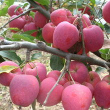 山东农副产品购销基地 打造现代农业流通新枢纽