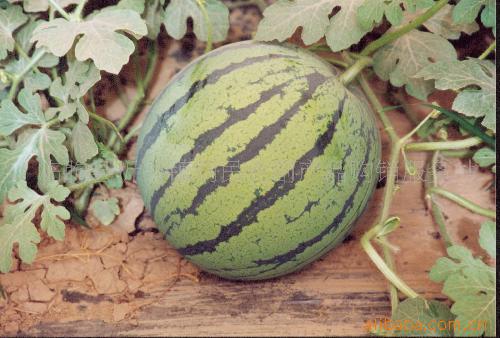 临朐县沂山镇利民农副产品购销服务站 连接田间与餐桌的桥梁