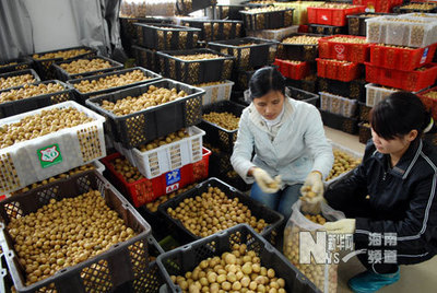 昌邑市石埠镇凯丰农副产品购销部 新鲜蔬菜与农副产品的信赖之选