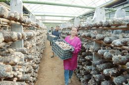 万荣县壮香知农副产品购销专业合作社 创新经营模式助力农副产品购销