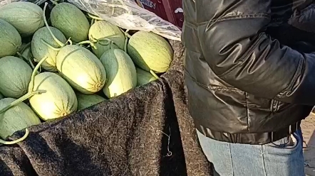 香瓜甜瓜专业代收代办服务 助力农副产品购销